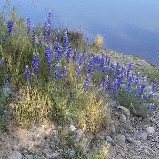 Flowers blooming during the spring of 2021