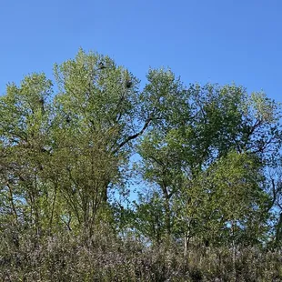 Lots of birds nests in the tree above