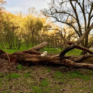 Old tree that tumbled