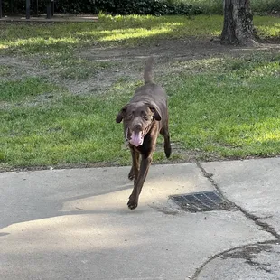 Bannon Creek Dog Park