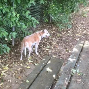 Has picnic tables -- somewhat worn