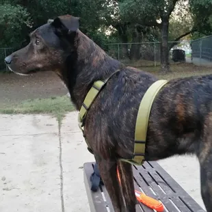 This dog was fast and can jump!! =)  gronk had no chance keeping up. Not sure what kind but wow.