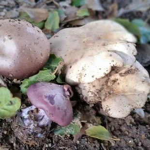 3 fungi kinds