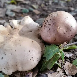 Fungi