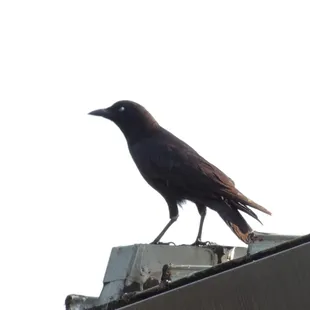 the watchful eye