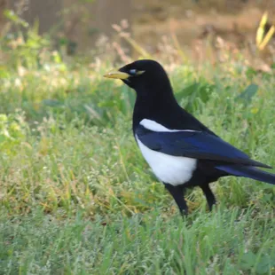 yellow-billed magpie