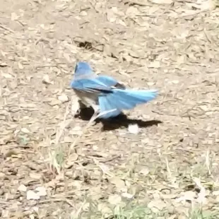 Looking for the worm, this early bird wins! :)