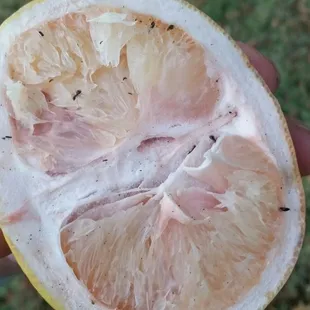 Grapefruit maybe? Pomelos