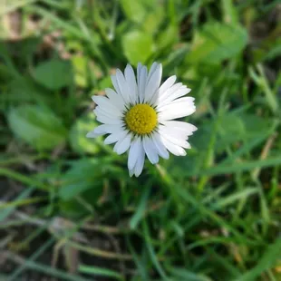 Beautiful daisy are blooming!
