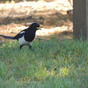 yellow-billed magpie, in deep thought