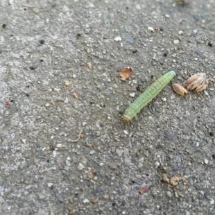 Inch worm