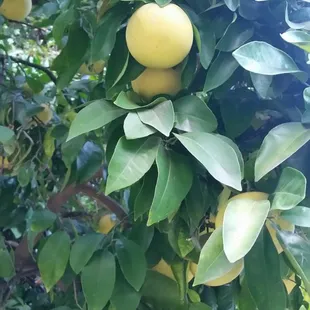 The tree fruit has ripened.  (Almost fully) 10/25/16