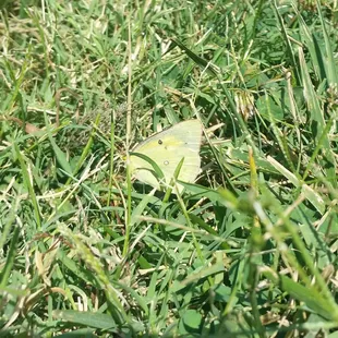 Californian female  dogface butterfly... thanks C. for the help!