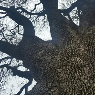 This tree is wide and then splits 3 ways. It&apos;s &quot;Huge&quot;