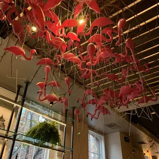 Flamingos on the ceiling