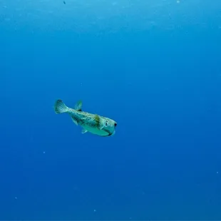 "Giant Pufferfish"
