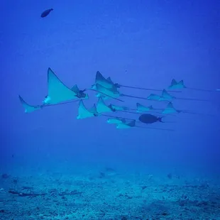 Schooling Eagle Rays