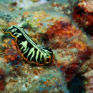 Divided Flatworm
