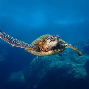 Green Turtle