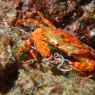 Hawaiian Swimming Crab