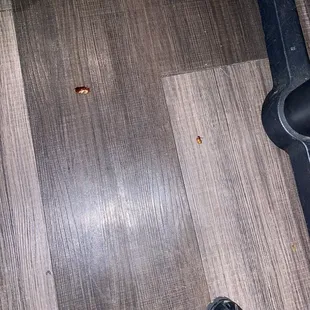 Roach &amp; June bug. One was served in a glass of wine. Don't make customers play eenie menie minie mo.