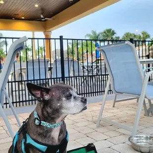 Very nice and enjoyable "Doggie Dining Section".