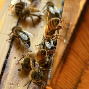 a bunch of bees on a bar