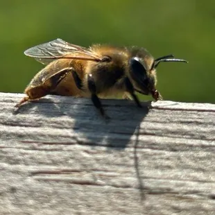 a bar bee resting on a piece of wood