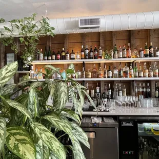 shelves full of bottles of alcohol