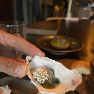 oysters, mussels, shellfish, food, oysters and mussels