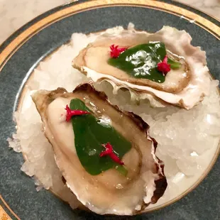 Ice Poached Oysters