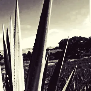 Agave