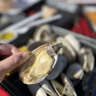 a person holding a clam