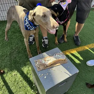 Apollo chowin' some!