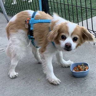 My dog, Sparky, with his beef stew.