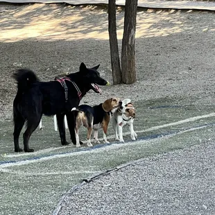 three dogs in a park with trees