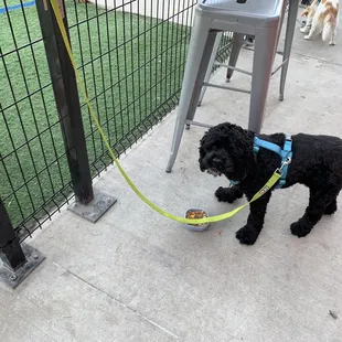 Jasper with his stew