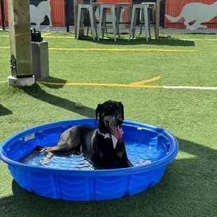 Belli coolin' down.