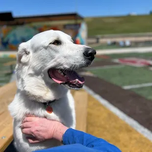 Rocky enjoying some love at Bar K.