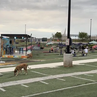 a dog walking on a football field