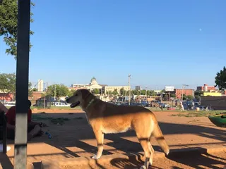 Midtown Mutts Dog Park