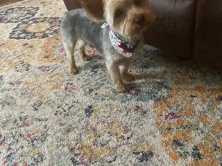 Mesilla Valley Pet Resort