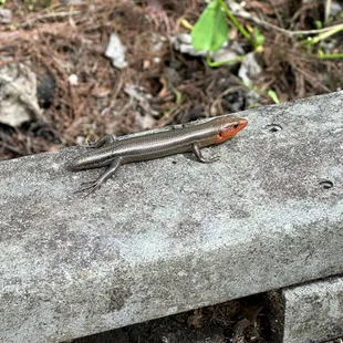 Poor tailless guy!