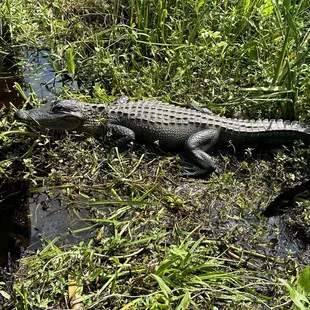 Alligator showing off