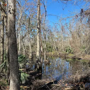 Swamp