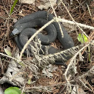 One of the many snakes