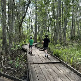 Stroll through the trees
