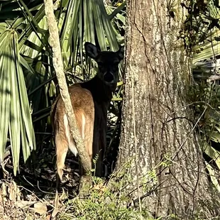 Deer checking out who&apos;s checking him or her out