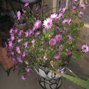 Moms garden