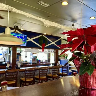 poinsettis in a vase